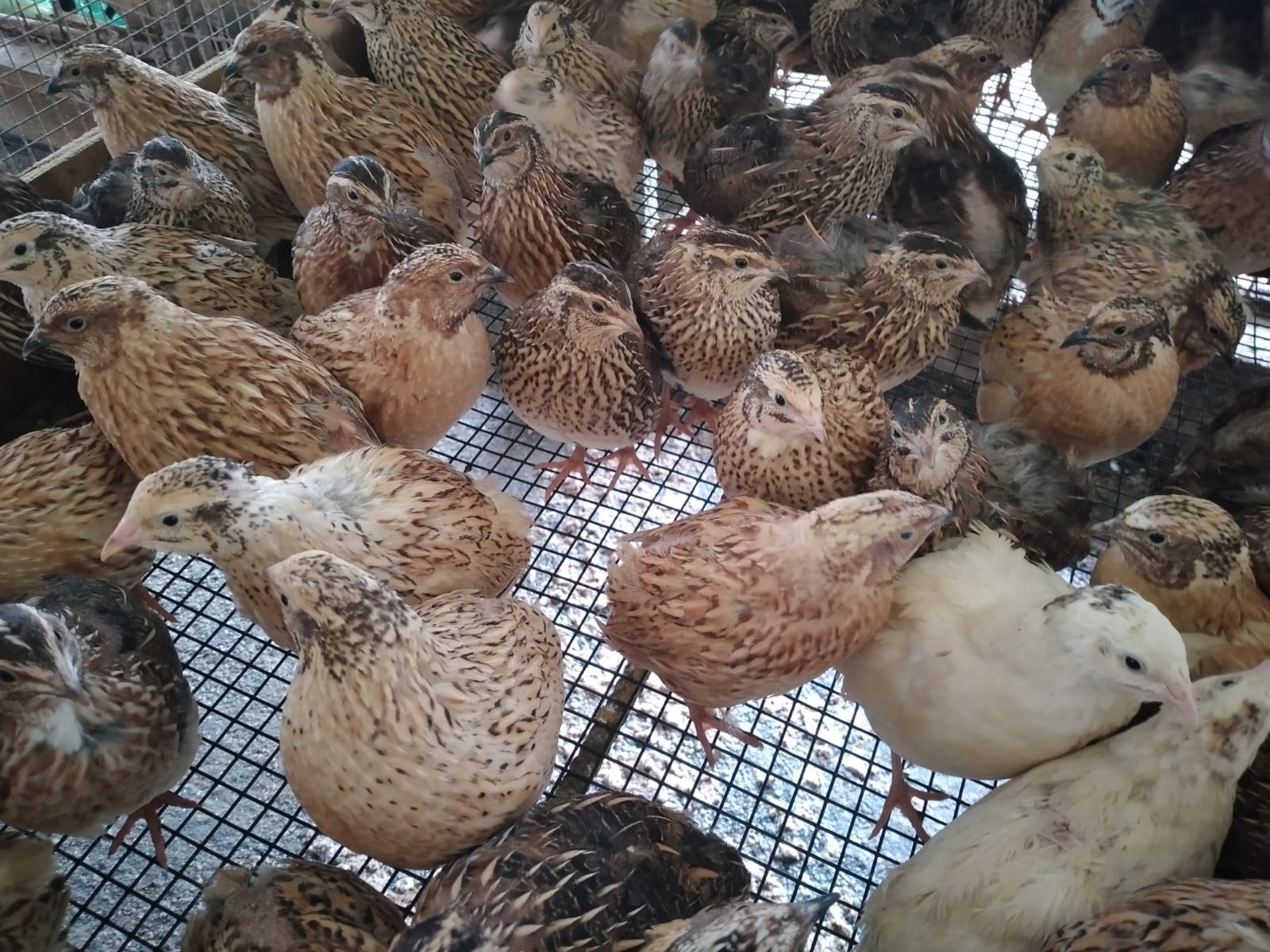 Quail Chicks